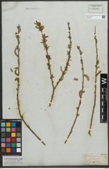 Foto von Salix purpurea L.